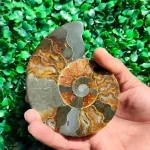 Increíble Fósil de Molusco Amonita Pirítica 213 gr (1)