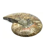 Increíble Fósil de Molusco Amonita Pirítica 213 gr